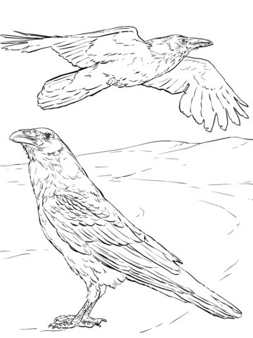 Mon raven coloring page free printable coloring pages coloring pages coloring book pages bird coloring pages