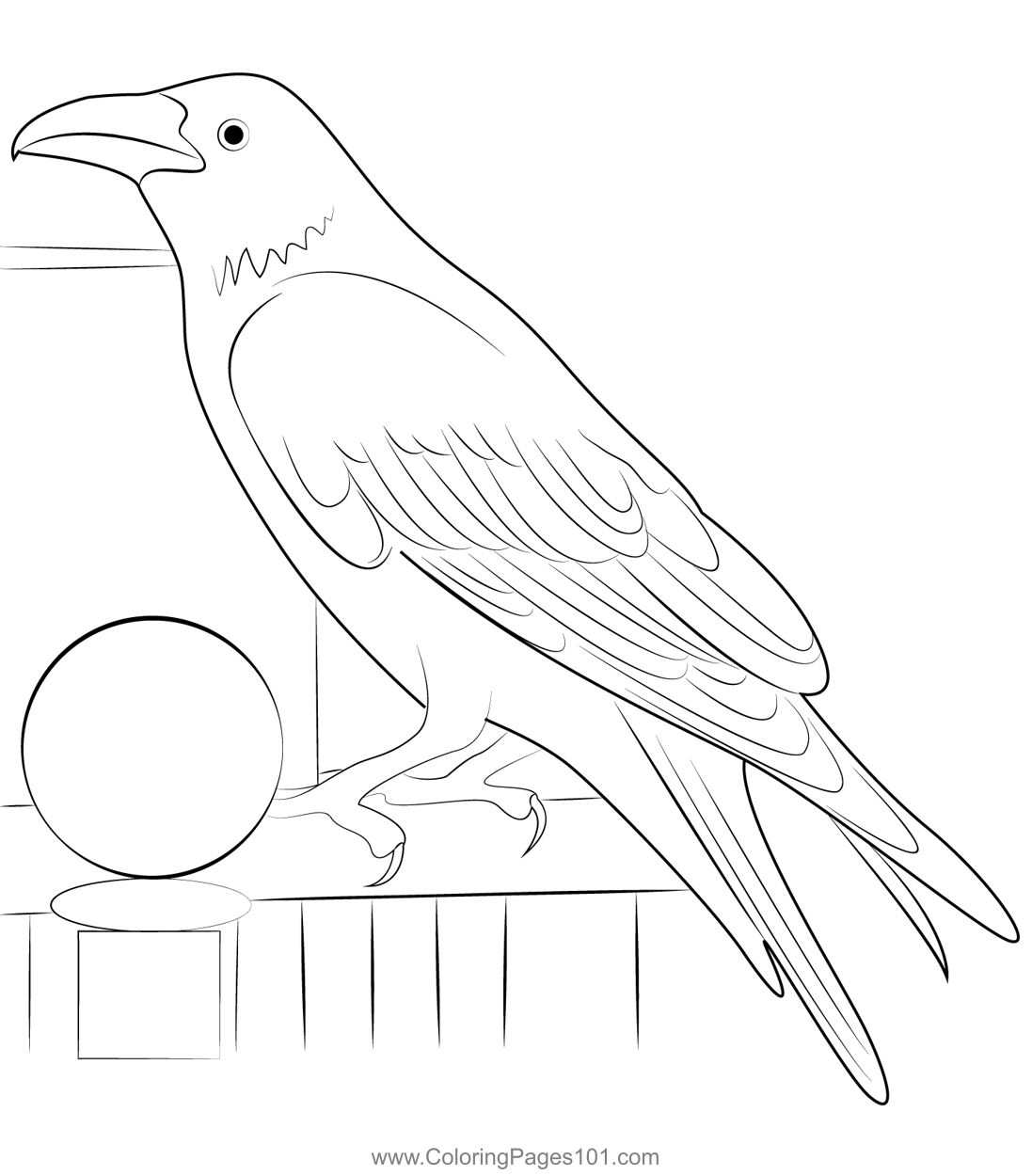 Australian raven coloring page for kids