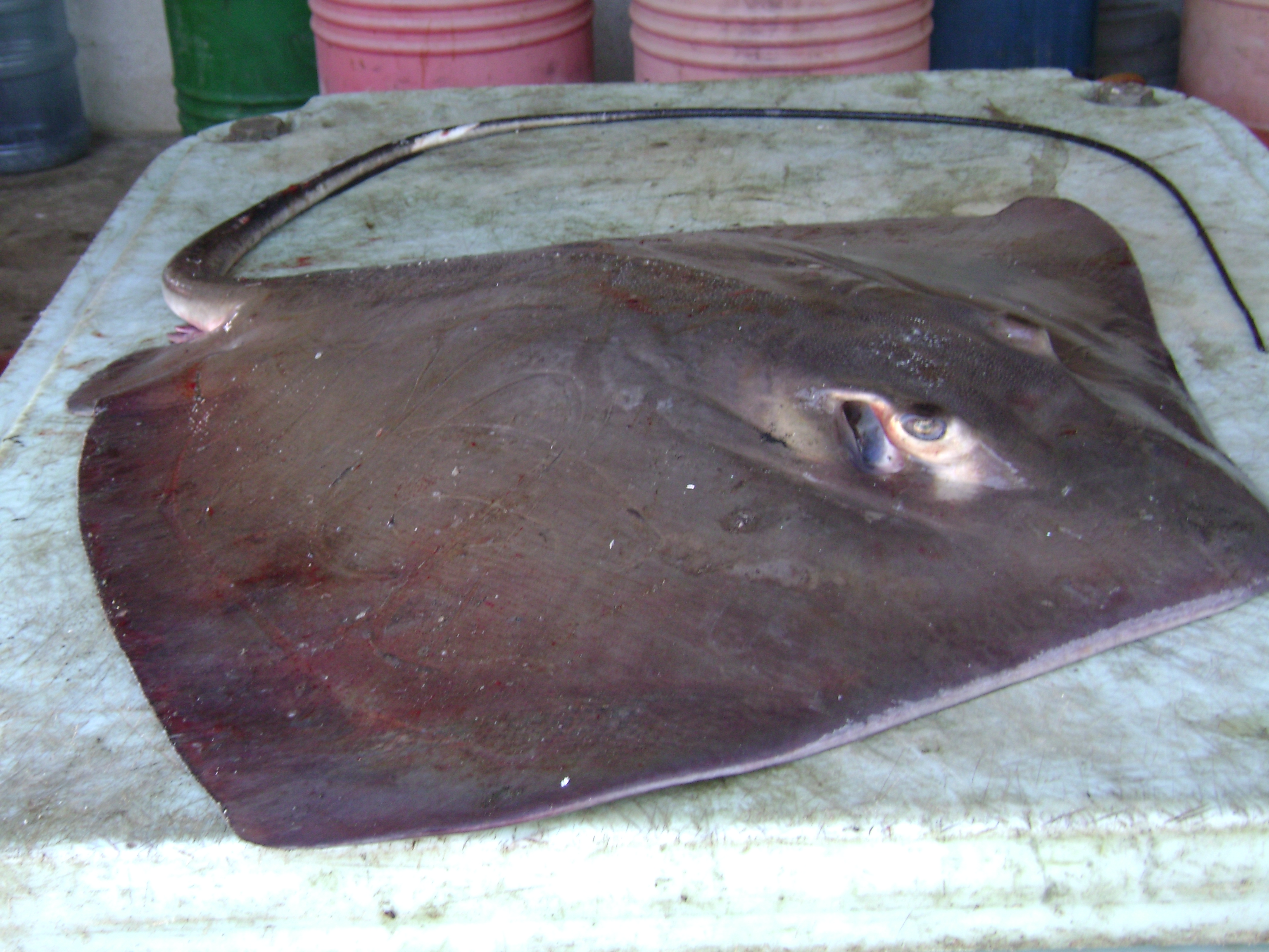 Filemantarayajpg