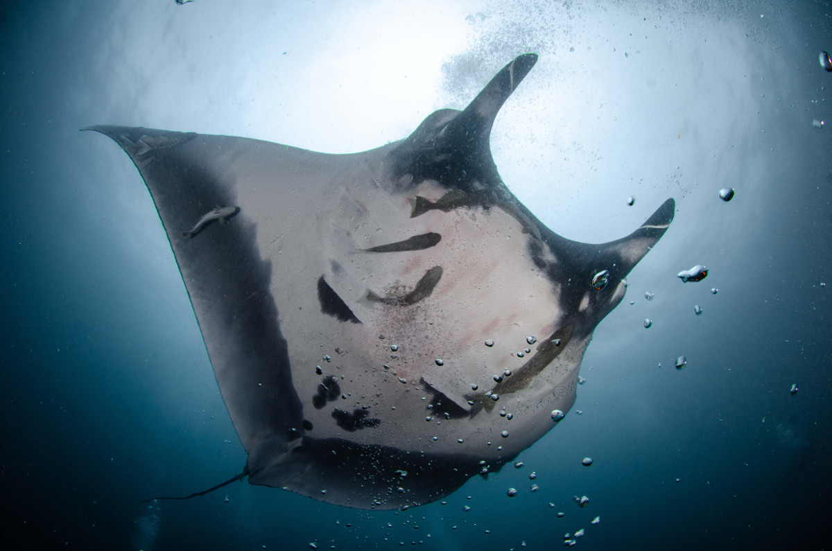 Mantarraya â mobula birostris â ficha de pez