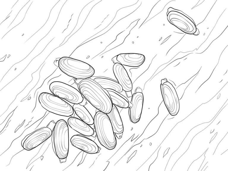 Seashells are carried by a strong current coloring page