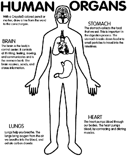 Human organs coloring page