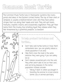 Parc musk turtle coloring pages