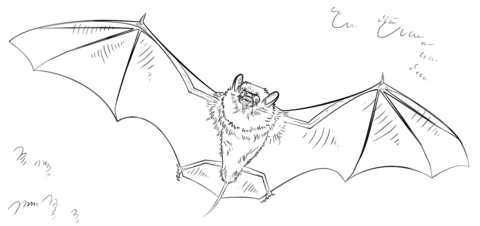 Bat coloring page free printable coloring pages