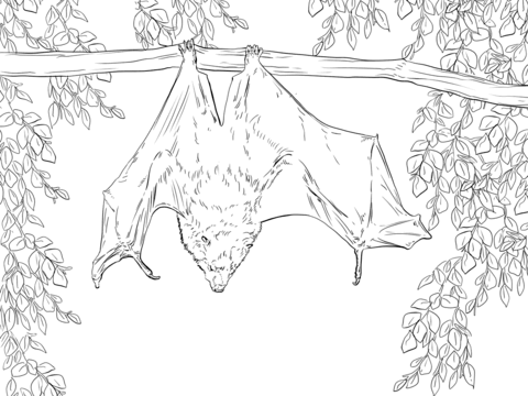Rodrigues fruit bat coloring page free printable coloring pages