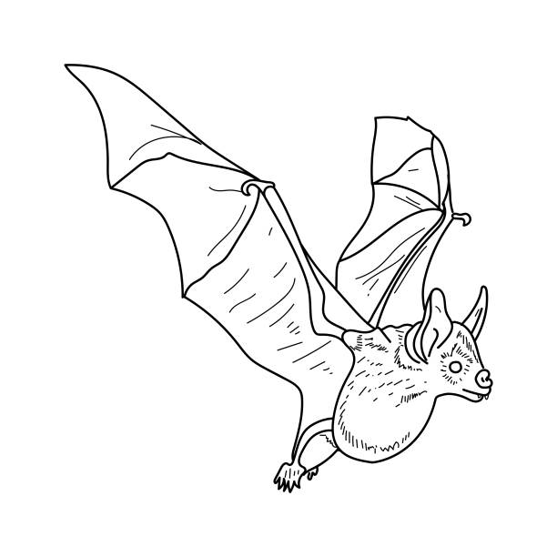 Bat outline illustration flying animal hand draw coloring page stock illustration