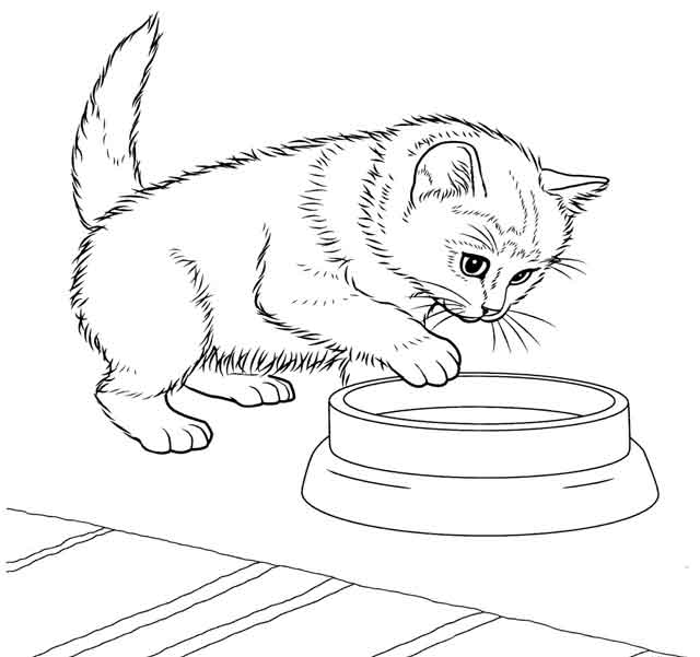 Coloring pages cat coloring page