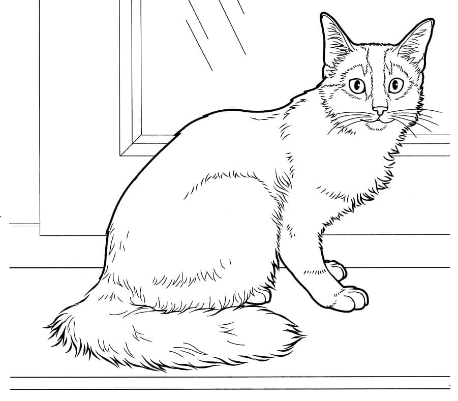 Cat coloring pages