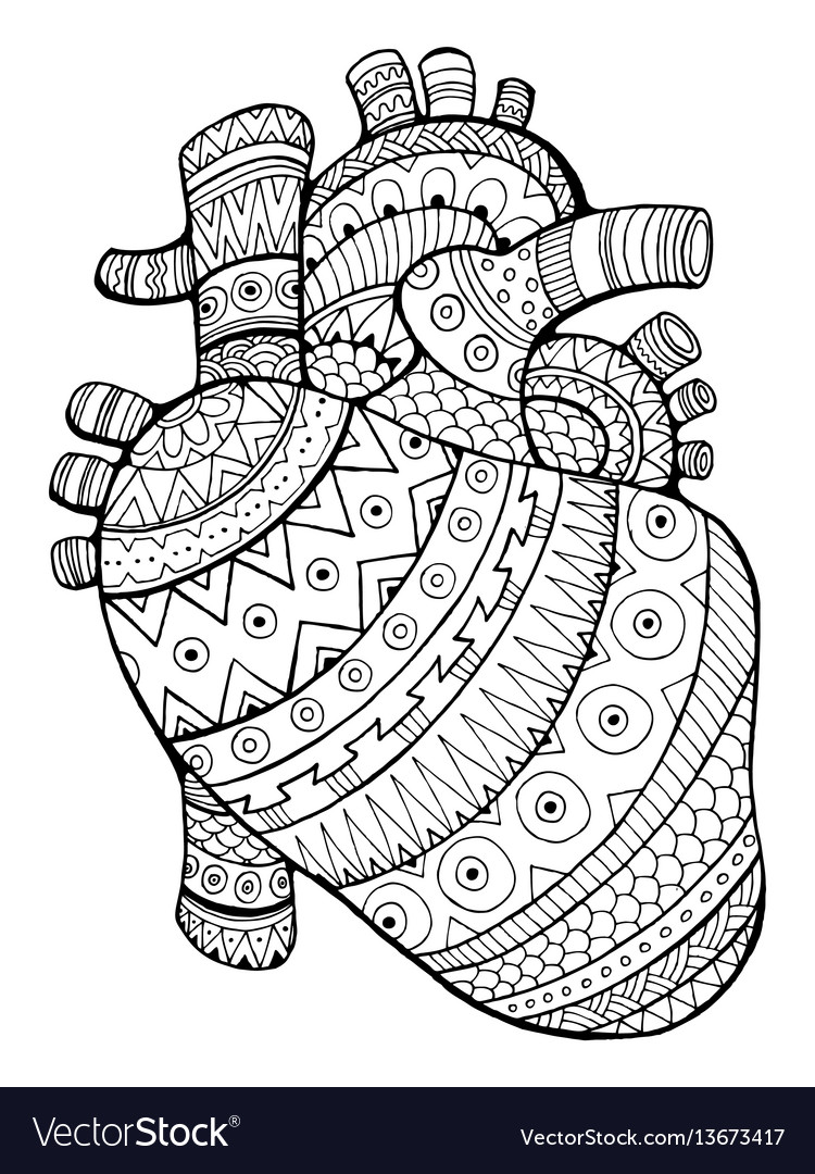 Human heart coloring book royalty free vector image