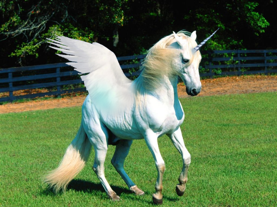 Download Free 100 + real unicorn pictures