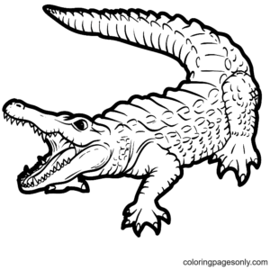 Alligator coloring pages printable for free download