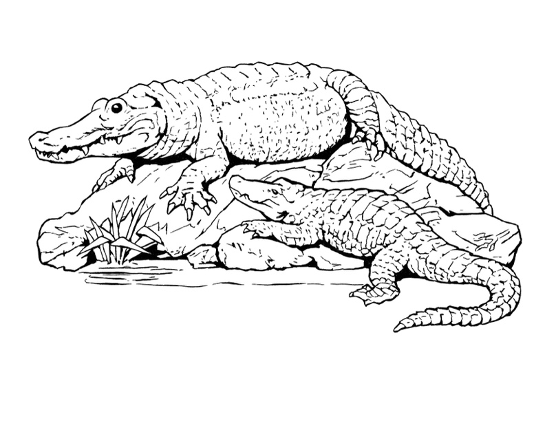 Alligator coloring pages