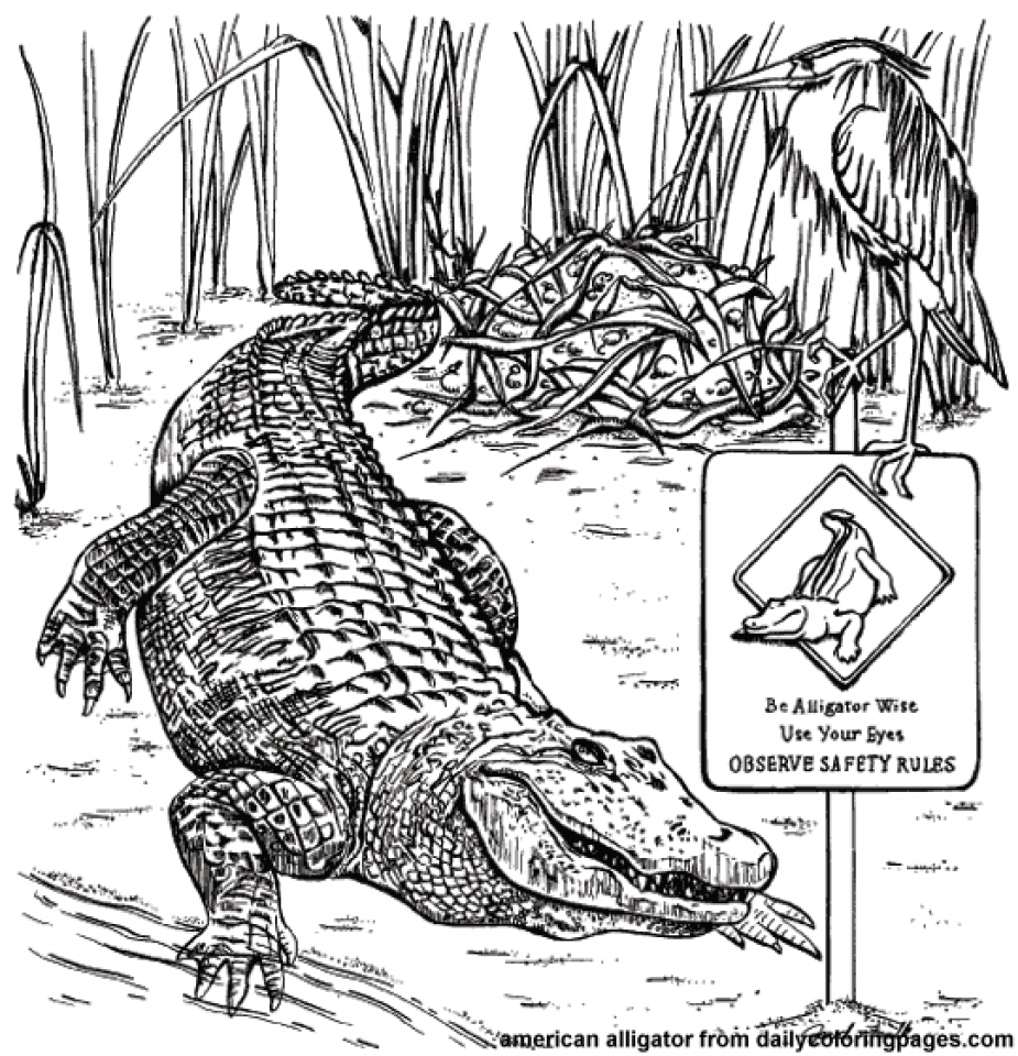 Get this picture of alligator coloring pages free for children upmly