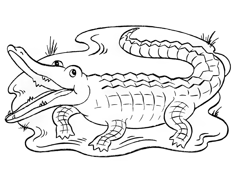 Alligator coloring pages