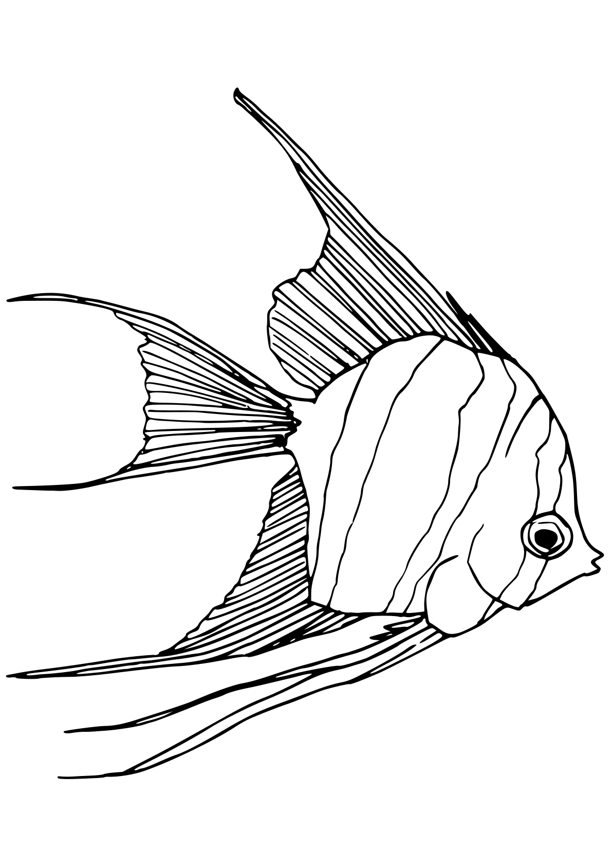 Angelfish drawing for coloring page free printable nurieworld