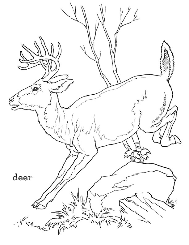 Forest animal coloring pages