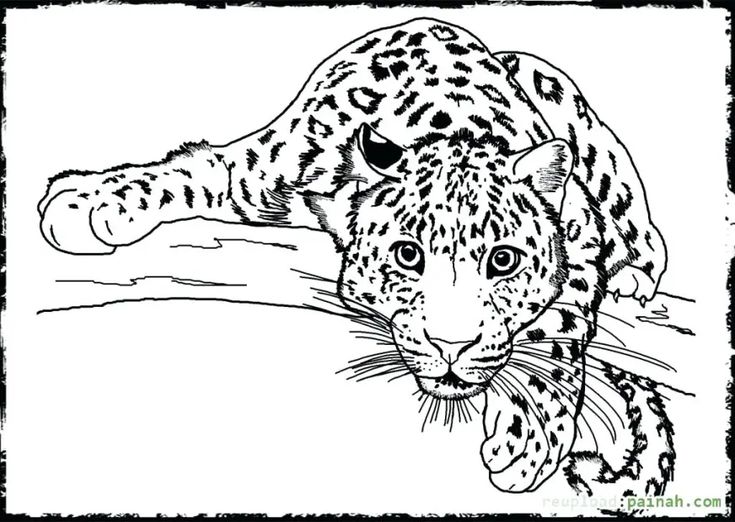 Realistic wild animal coloring pages at getdrawings animal coloring pages animal coloring books farm animal coloring pages