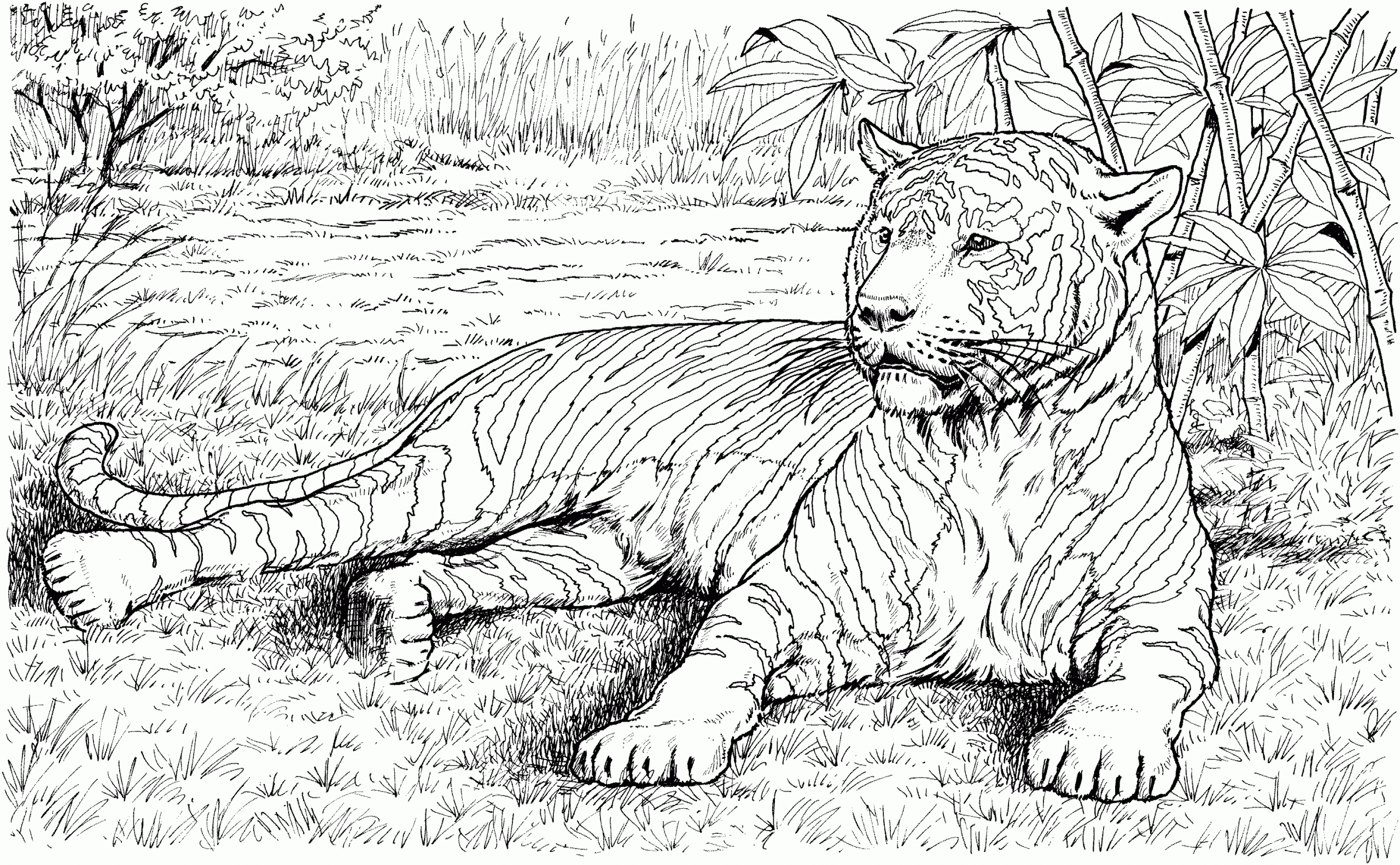 Impressive animal coloring pages realistic zoo animal coloring pages animal coloring books animal coloring pages