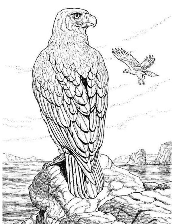 Realistic animal coloring pages printable for free download