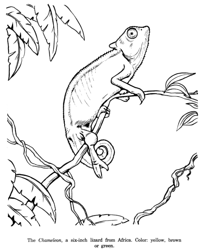 Animal drawings coloring pages chameleon animal identification drawing and coloring pages