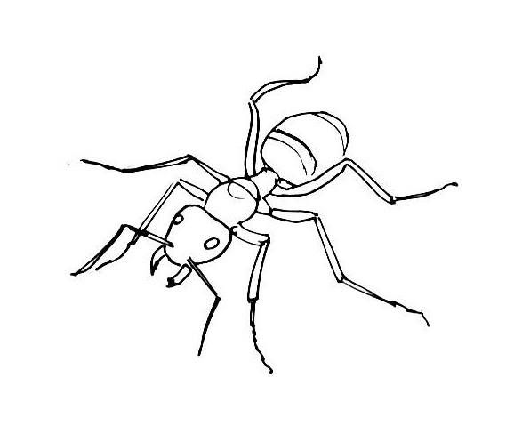 Realistic ant coloring pages ants coloring pages animal coloring pages