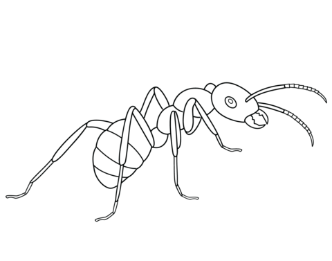 Ant coloring page free printable coloring pages insect coloring pages free printable coloring pages coloring pages