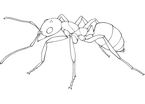 Ant coloring page free printable coloring pages