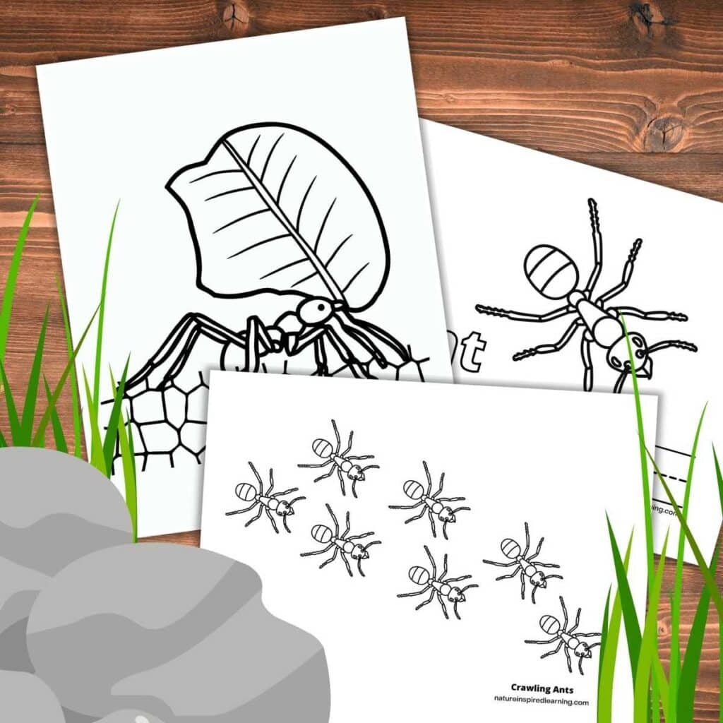 Realistic ant coloring pages