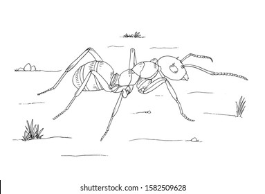 Ant coloring images stock photos d objects vectors