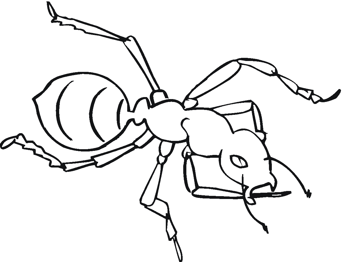 Free printable ant coloring pages for kids