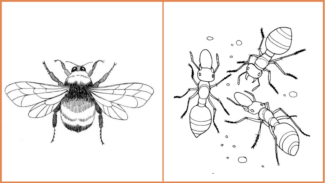 Seeds of fun bee and ant coloring pages