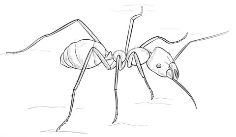 Meat eater ant coloring page free printable coloring pages drawing tutorial ants insect coloring pages