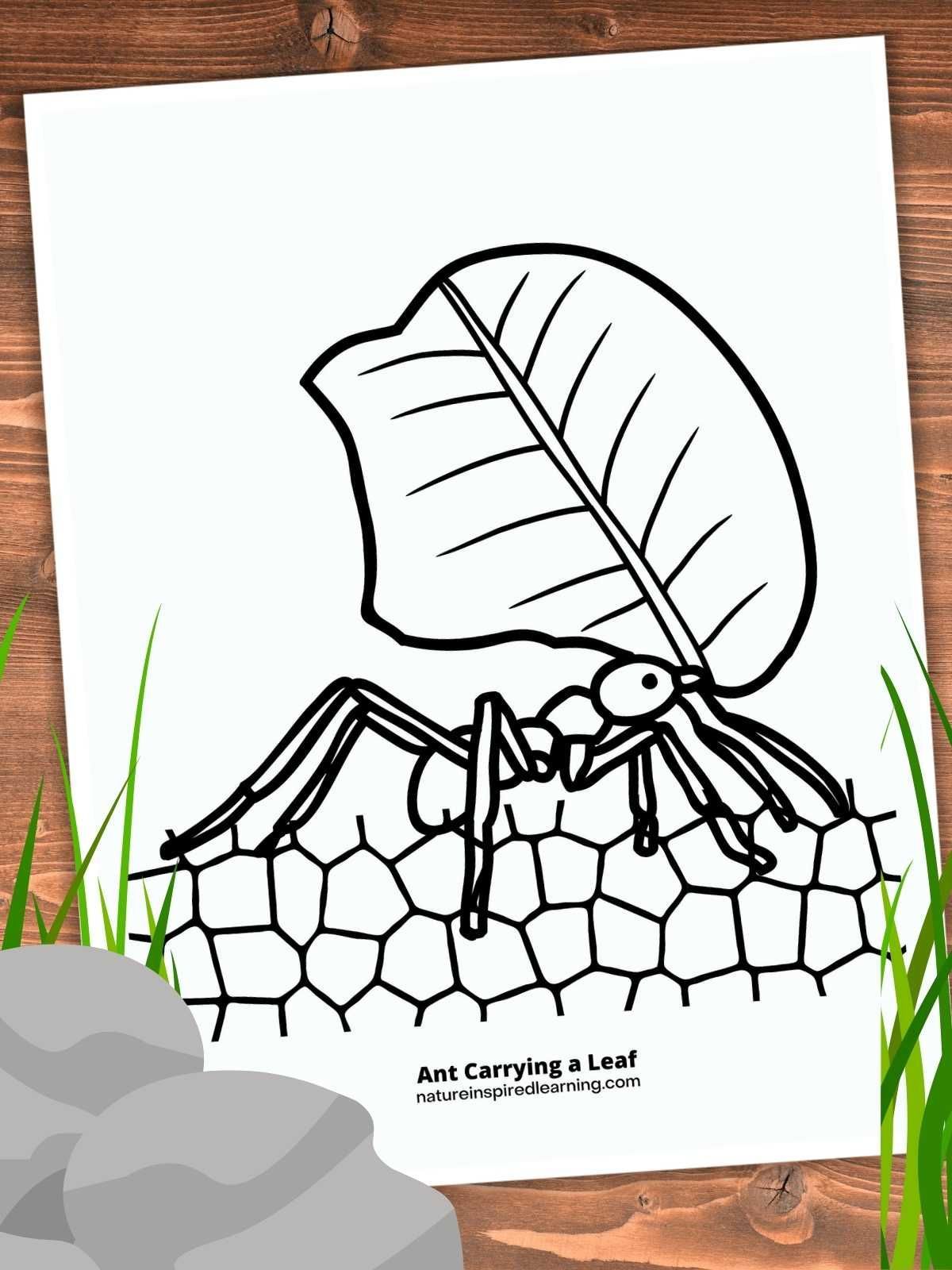 Realistic ant coloring pages free elementary science activities coloring pages ant crafts