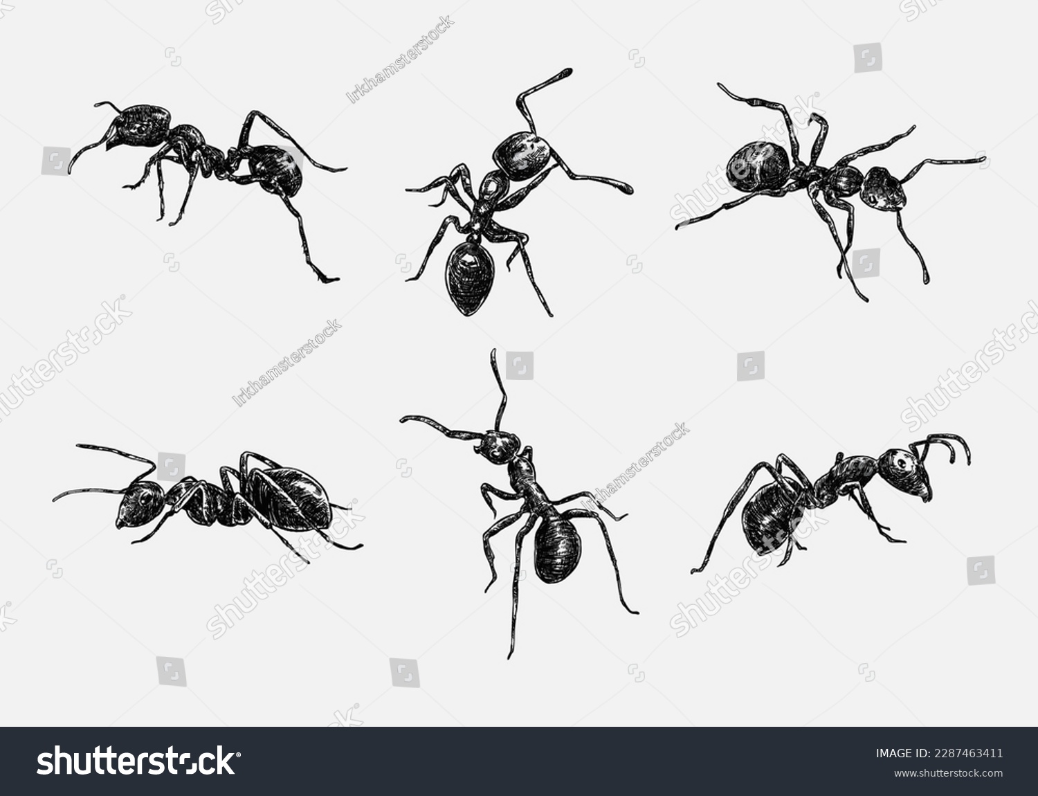 Ant draw images stock photos d objects vectors