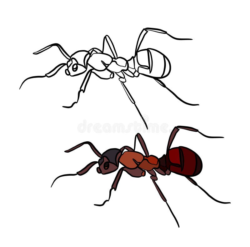 Ant colouring drawing stock illustrations â ant colouring drawing stock illustrations vectors clipart