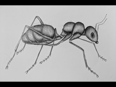 How to draw an ant step by step