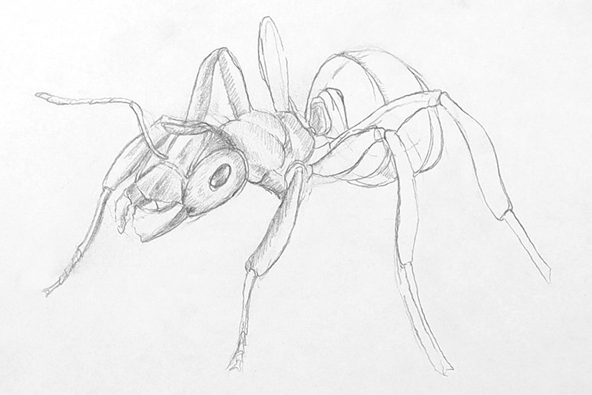 How to draw an ant â ant drawing step