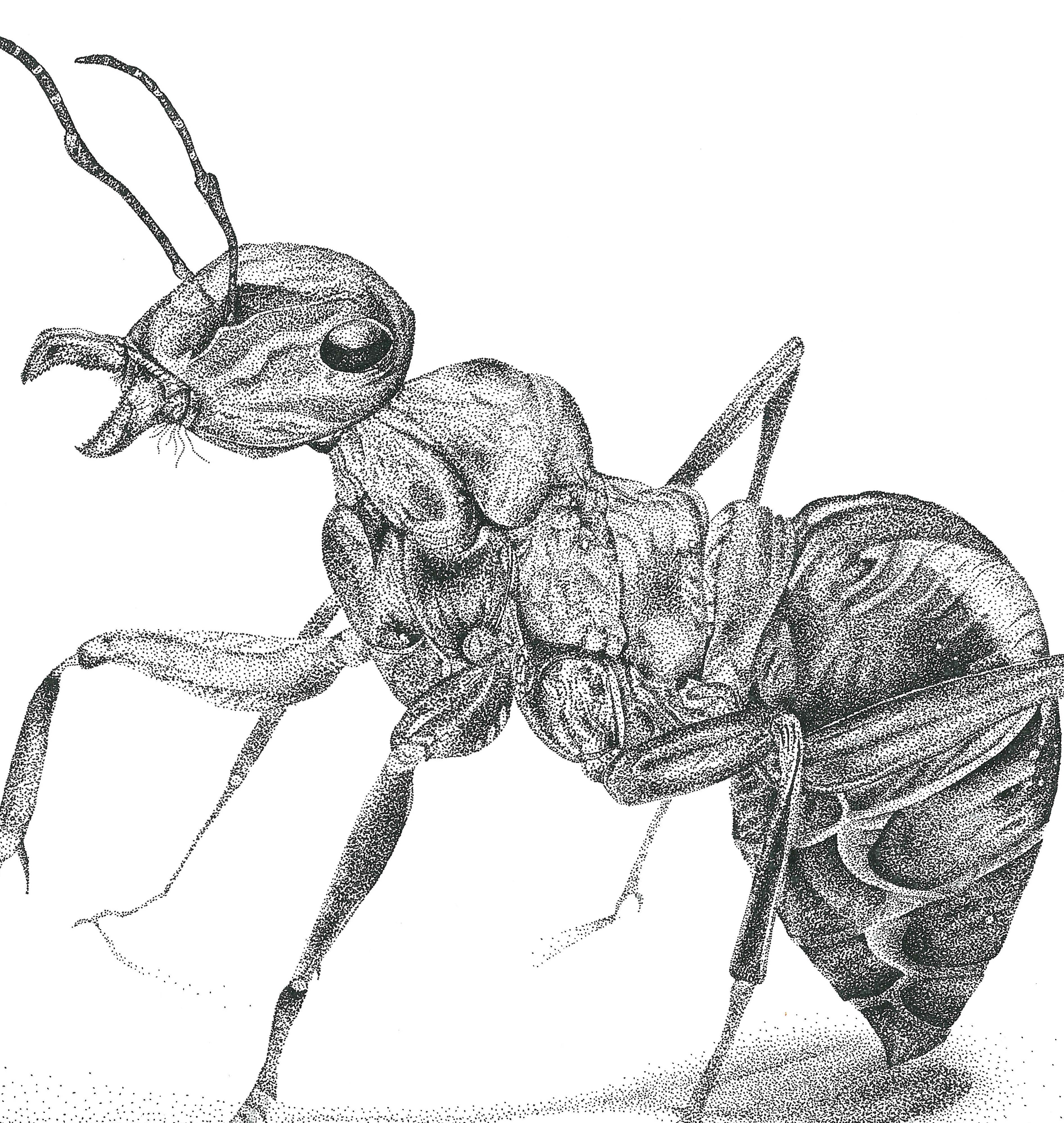 The ant pointillism drawing