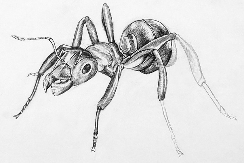 How to draw an ant â ant drawing step