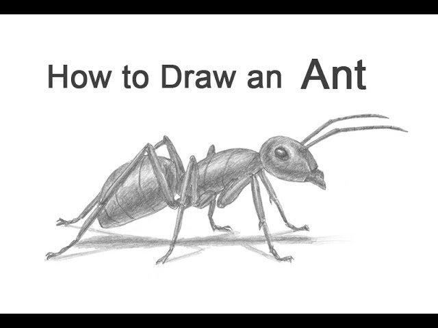 How to draw an ant