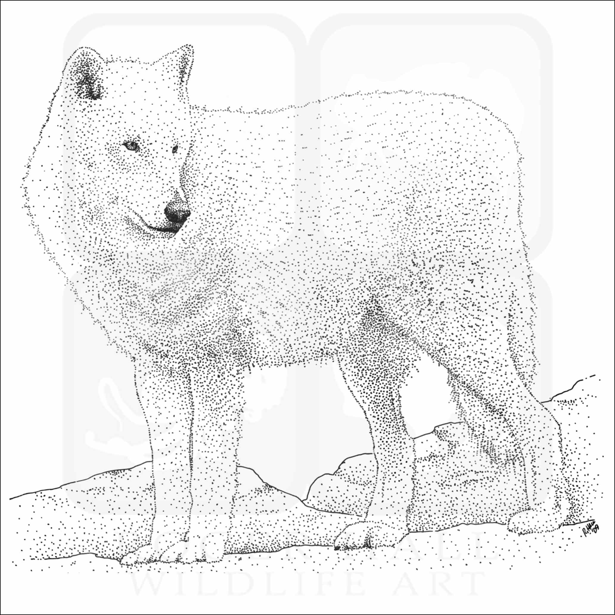 Arctic wolf