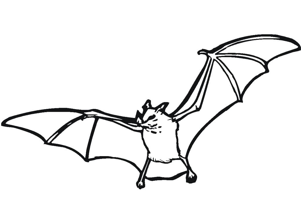 A bat coloring page