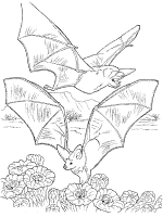 Bat coloring pages and printable activities