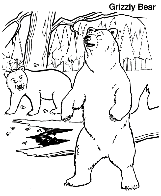 Grizzly bear coloring page