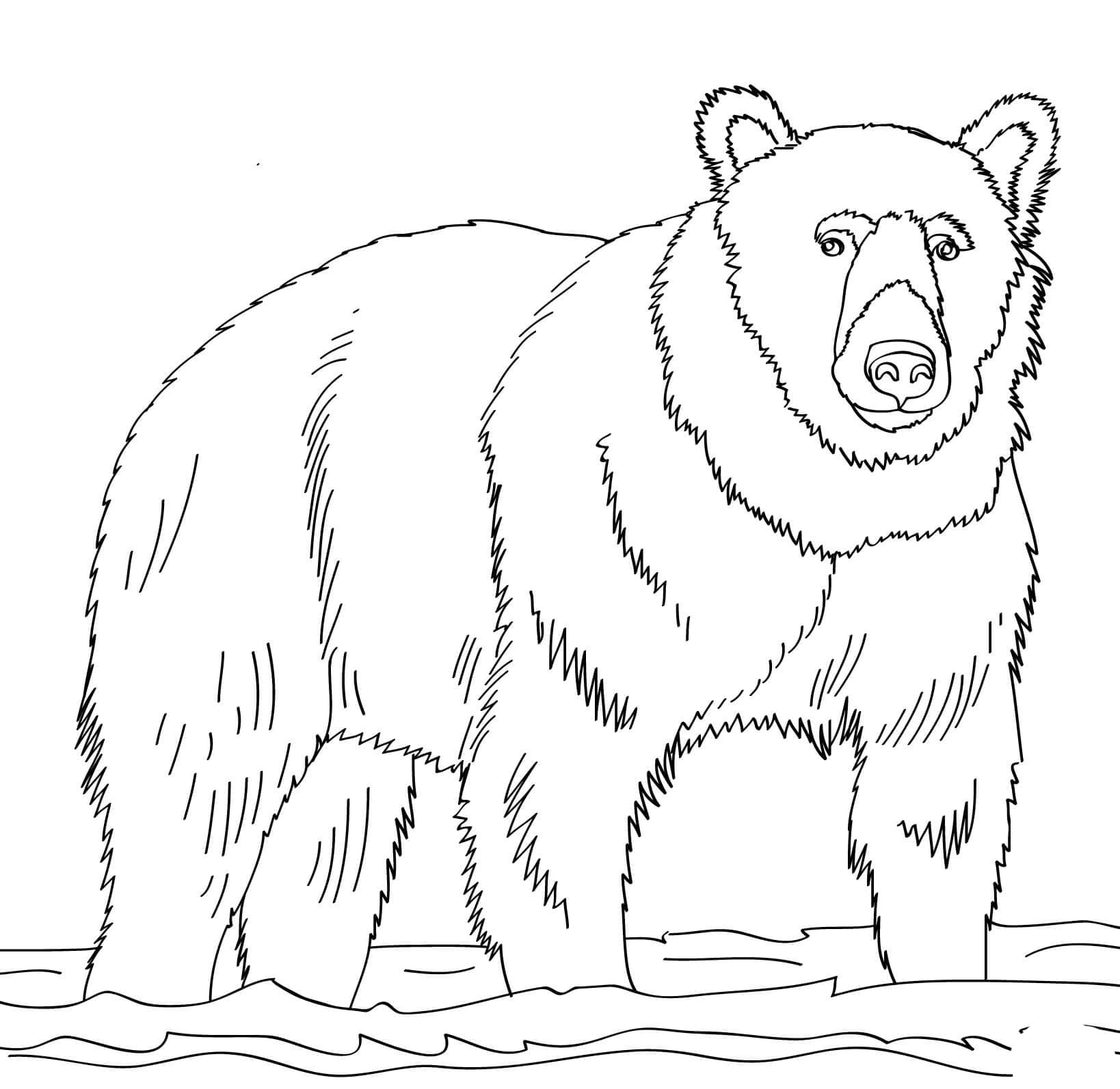 Free bear coloring page