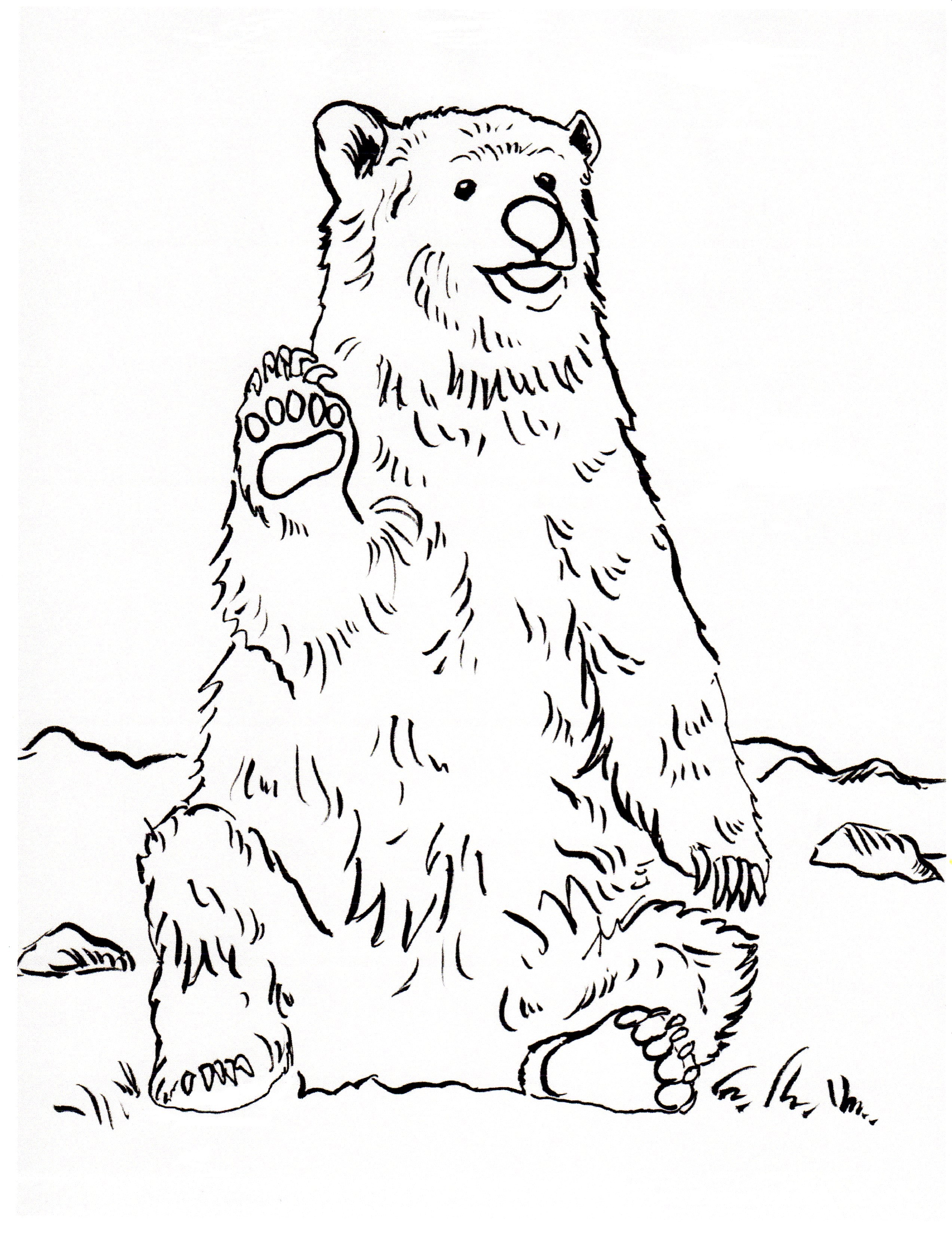 Grizzly bear coloring page