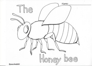 Honey bee free coloring page by noodlzart tpt