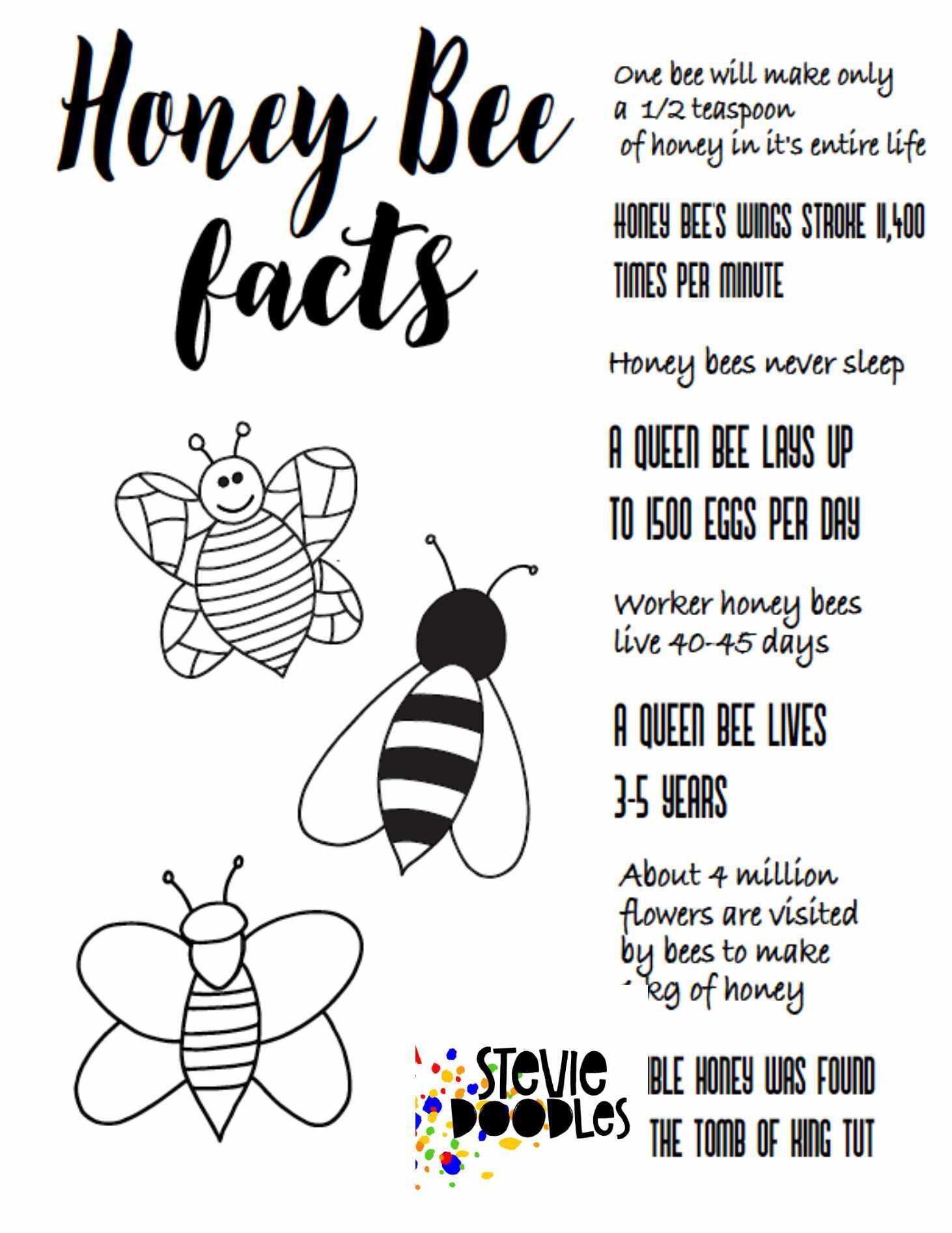 Honey bee facts activity page â stevie doodles