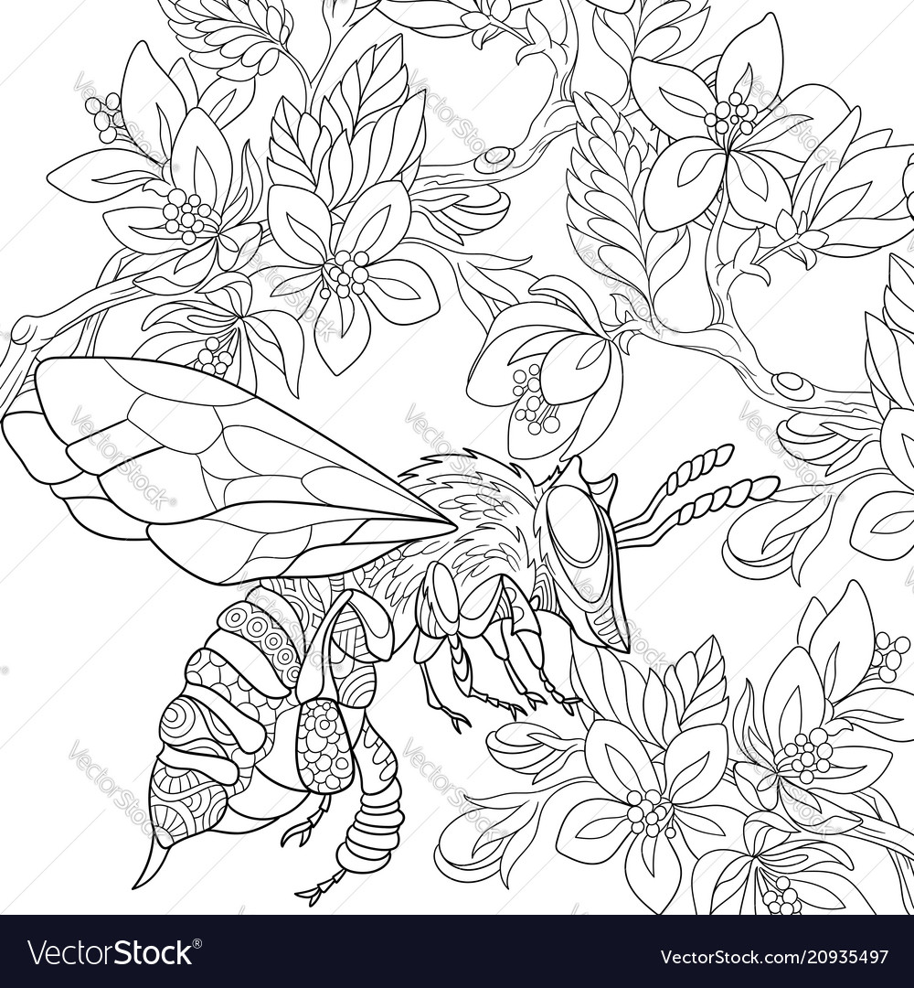 Bee coloring page royalty free vector image