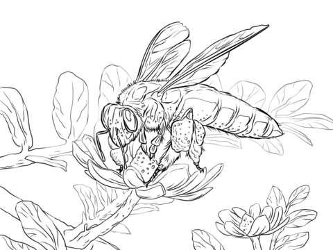 Giant honey bee coloring page free printable coloring pages